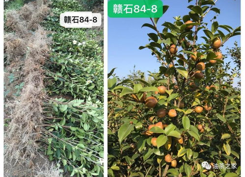 又是一年春來(lái)到，油茶種植正當(dāng)時(shí) 良種壯苗與農(nóng)副產(chǎn)品銷售的雙重關(guān)鍵