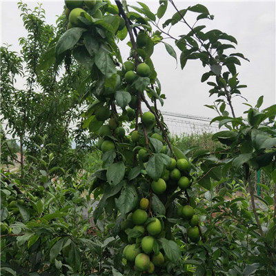 海南澳李14號李子苗小苗種植技術與經營策略