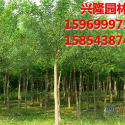 山東濱州興隆景觀苗木銷售公司 優質速生國槐與白蠟的專業供應商