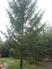 綠色生機(jī)的源泉 探訪招遠(yuǎn)市興義苗木種植專業(yè)合作社