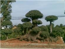 長(zhǎng)沙長(zhǎng)瀏苗木園藝 精品綠化苗木供應(yīng)與種植經(jīng)營服務(wù)